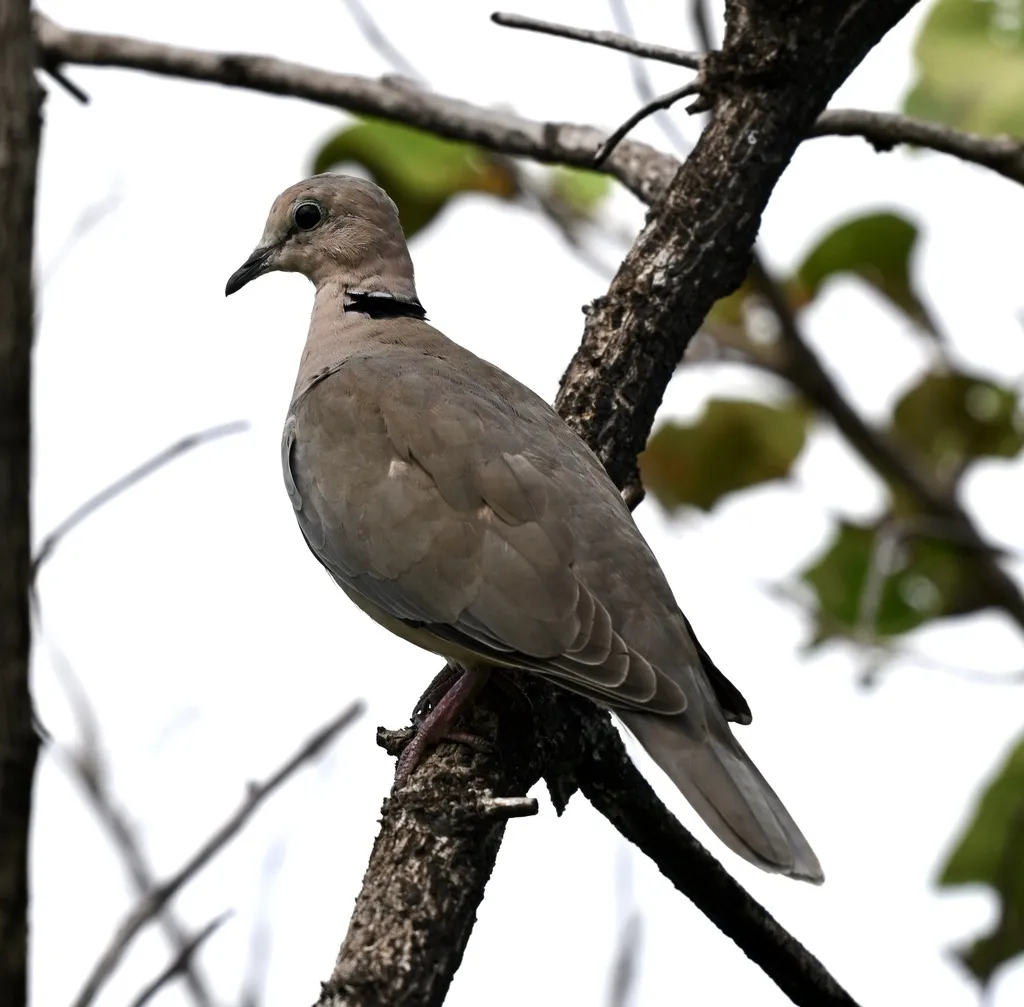 酒红斑鸠(Streptopelia vinacea)