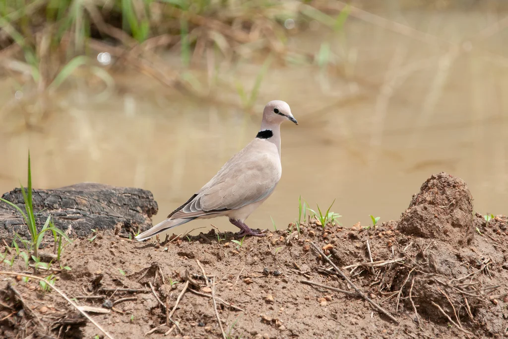 酒红斑鸠(Streptopelia vinacea)
