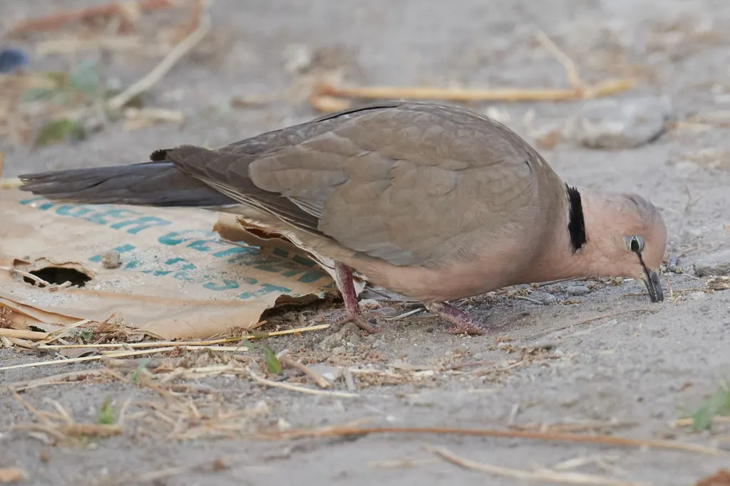 酒红斑鸠(Streptopelia vinacea)