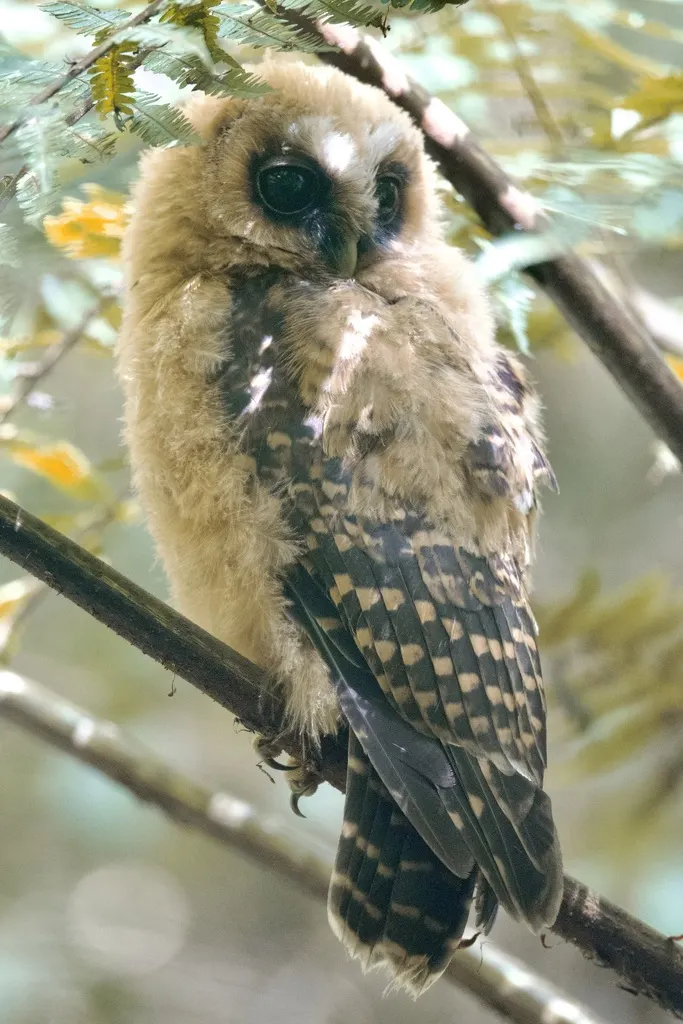 棕斑叫鸮(Strix albitarsis)