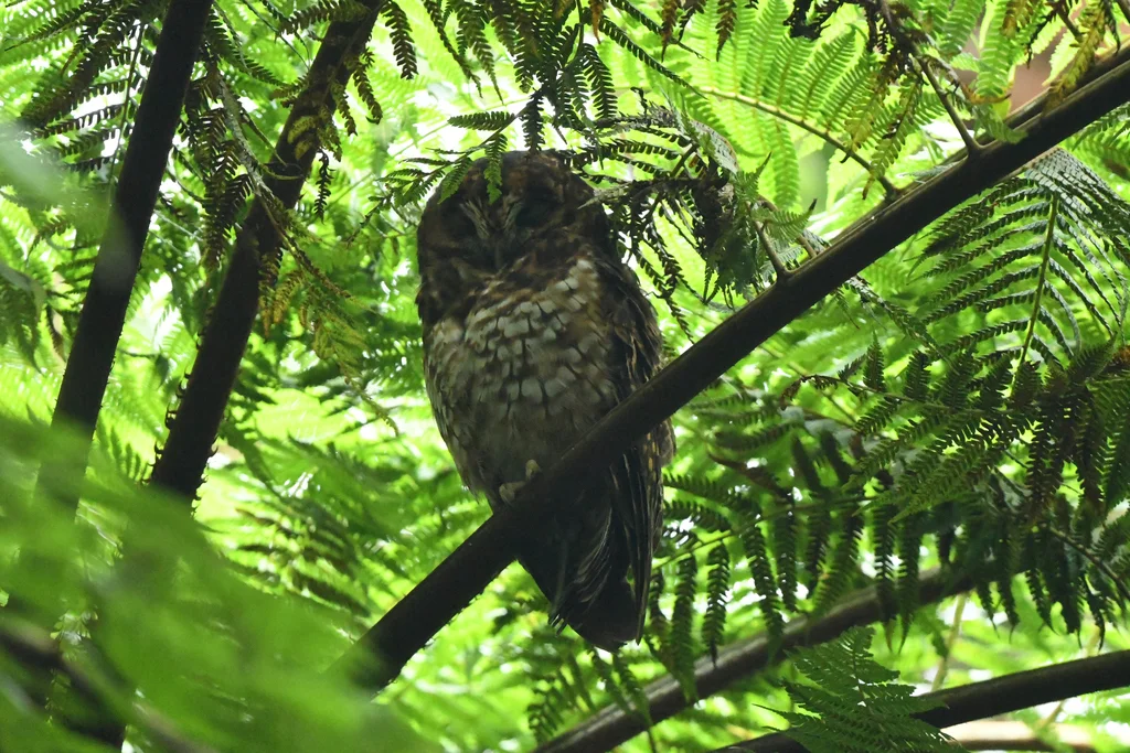 棕斑叫鸮(Strix albitarsis)
