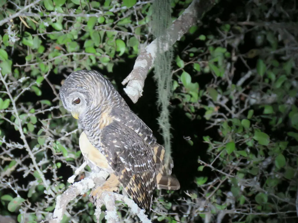 查科林鸮(Strix chacoensis)