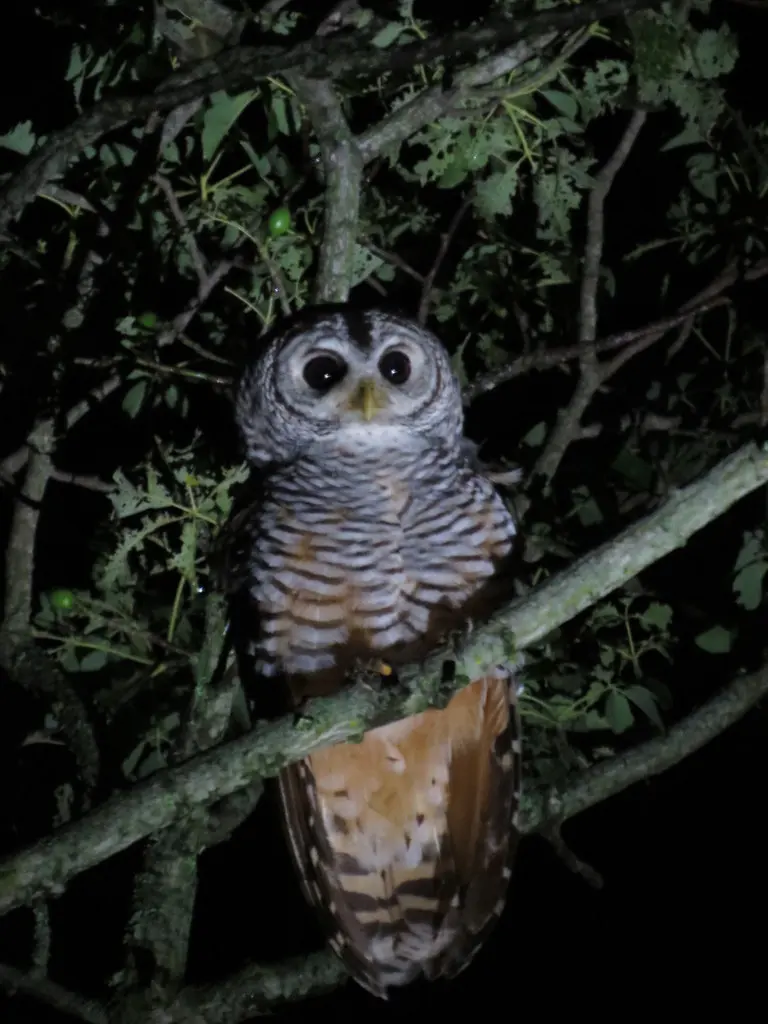 查科林鸮(Strix chacoensis)