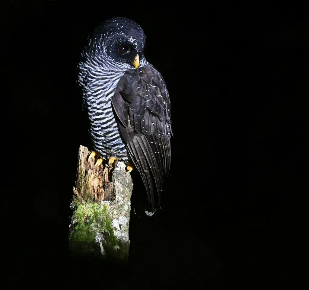 黑斑林鸮(Strix huhula)