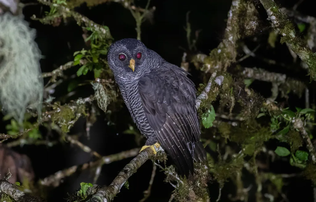 黑斑林鸮(Strix huhula)