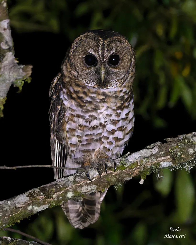 锈斑林鸮(Strix hylophila)