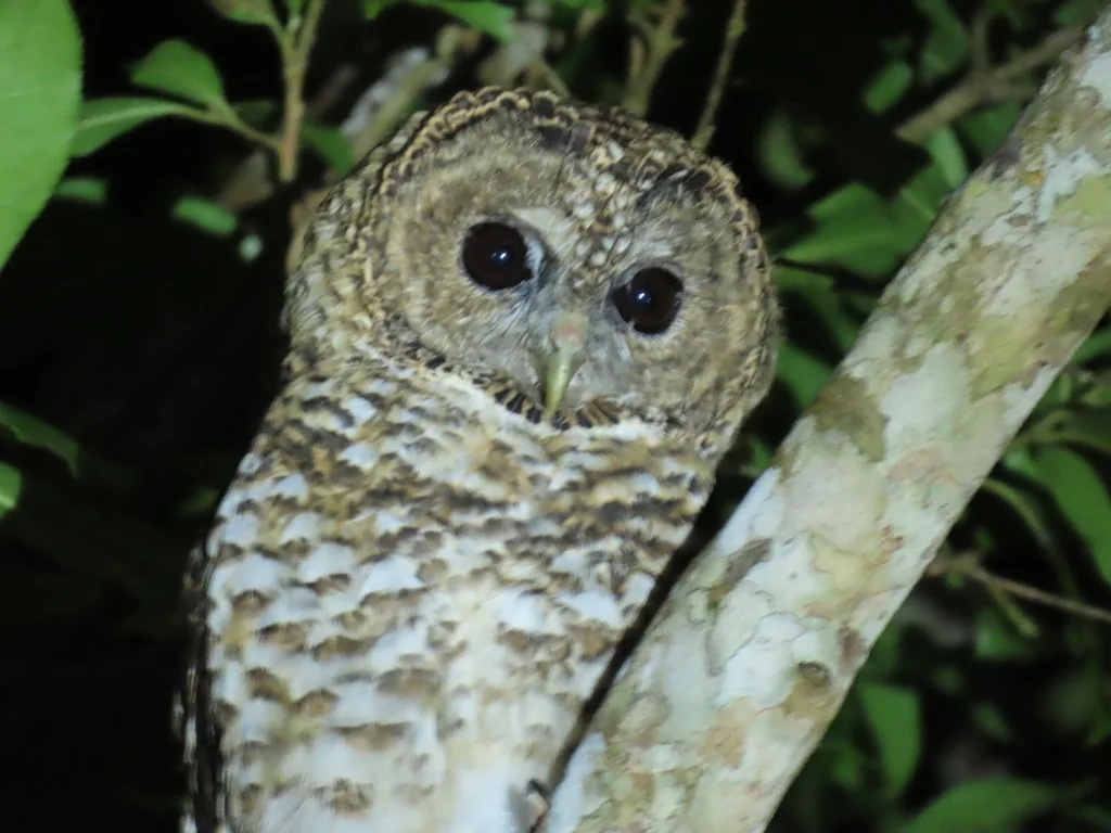 锈斑林鸮(Strix hylophila)