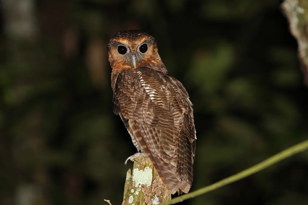 褐林鸮(Strix leptogrammica)