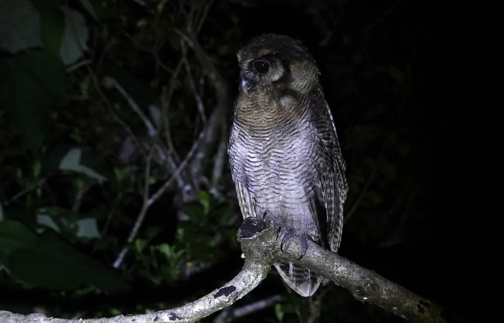 褐林鸮(Strix leptogrammica)