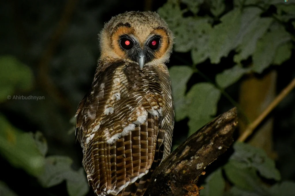褐林鸮(Strix leptogrammica)