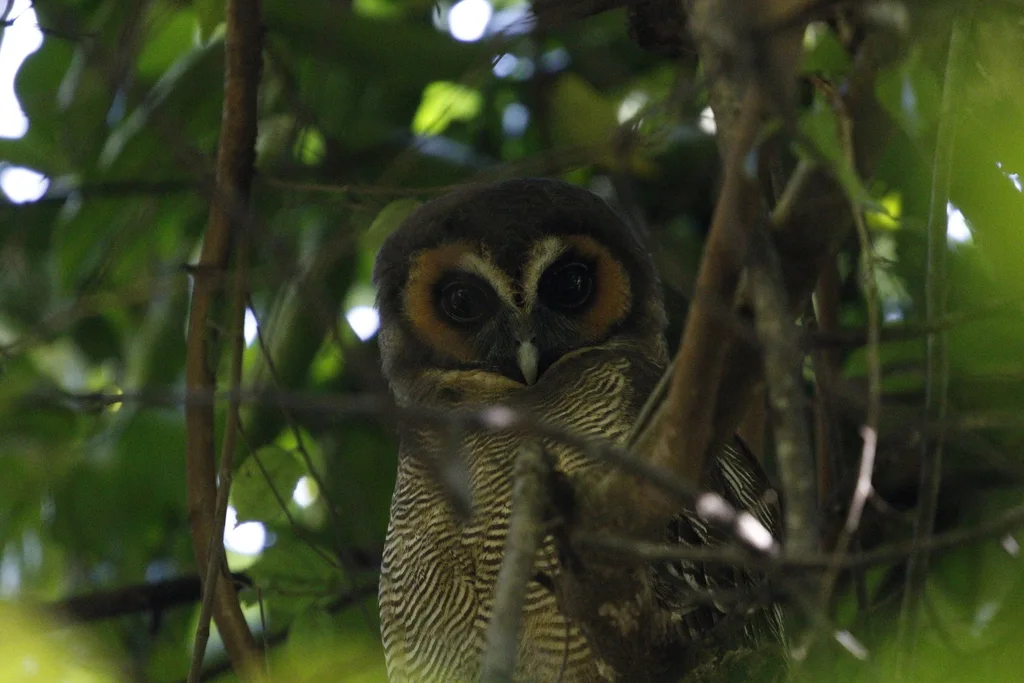 褐林鸮(Strix leptogrammica)