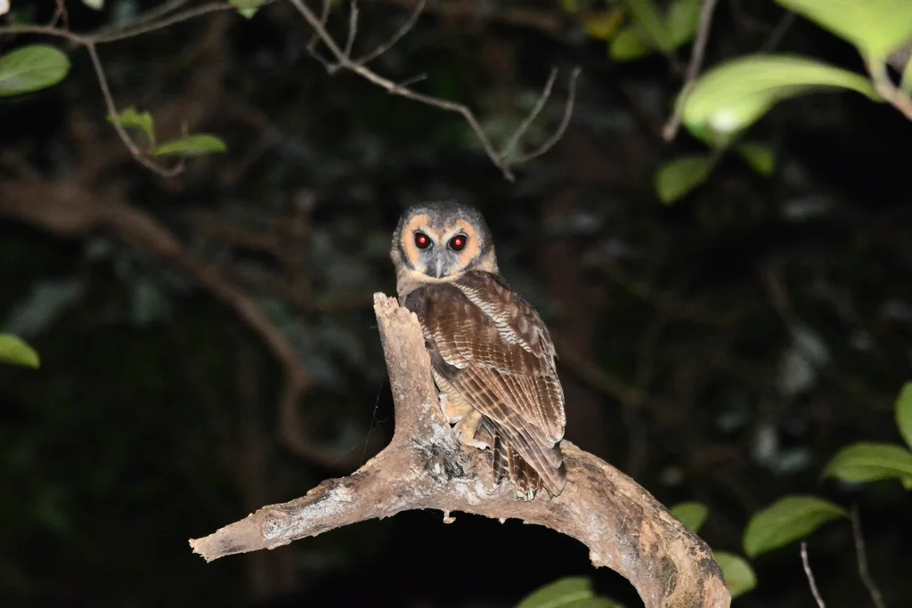 褐林鸮(Strix leptogrammica)