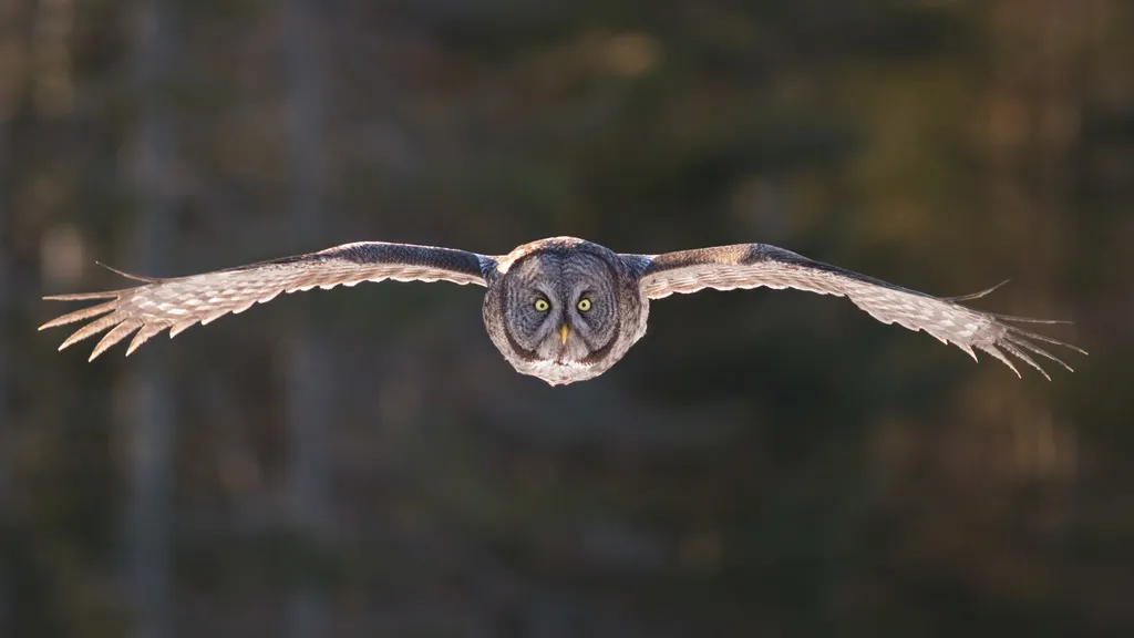 乌林鸮(Strix nebulosa)