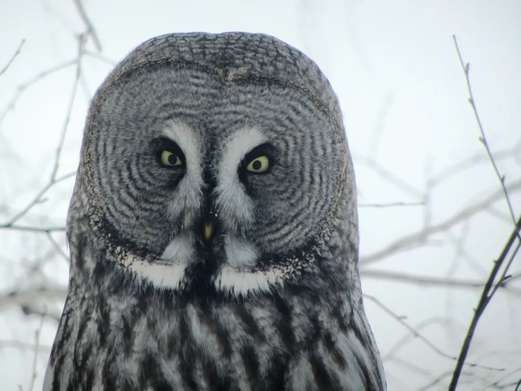 乌林鸮(Strix nebulosa)