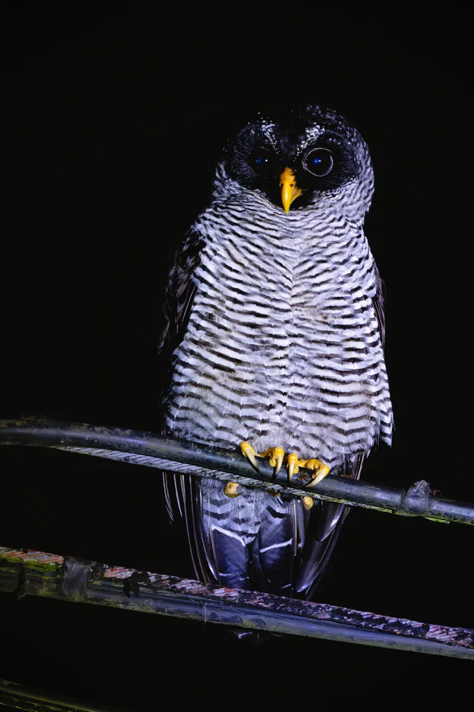 斑眉林鸮(Strix nigrolineata)