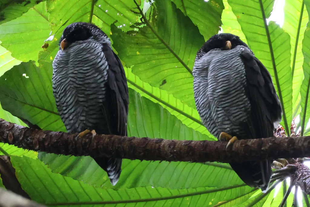 斑眉林鸮(Strix nigrolineata)