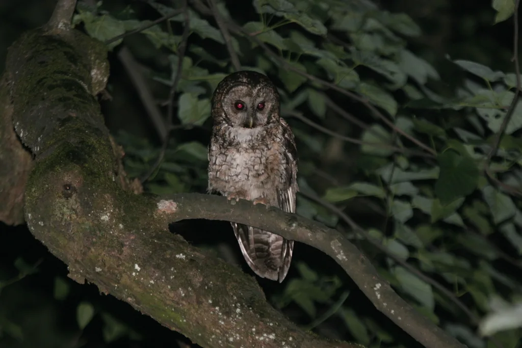 灰林鸮(Strix nivicolum)