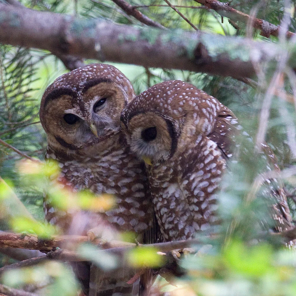 斑林鸮(Strix occidentalis)