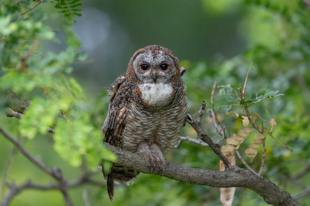 白领林鸮(Strix ocellata)
