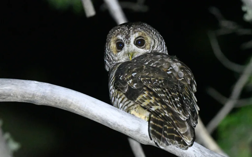 棕斑林鸮(Strix rufipes)