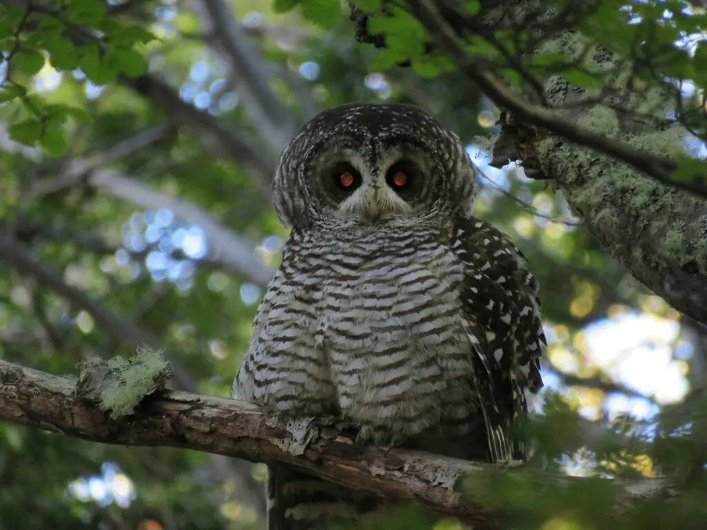 棕斑林鸮(Strix rufipes)