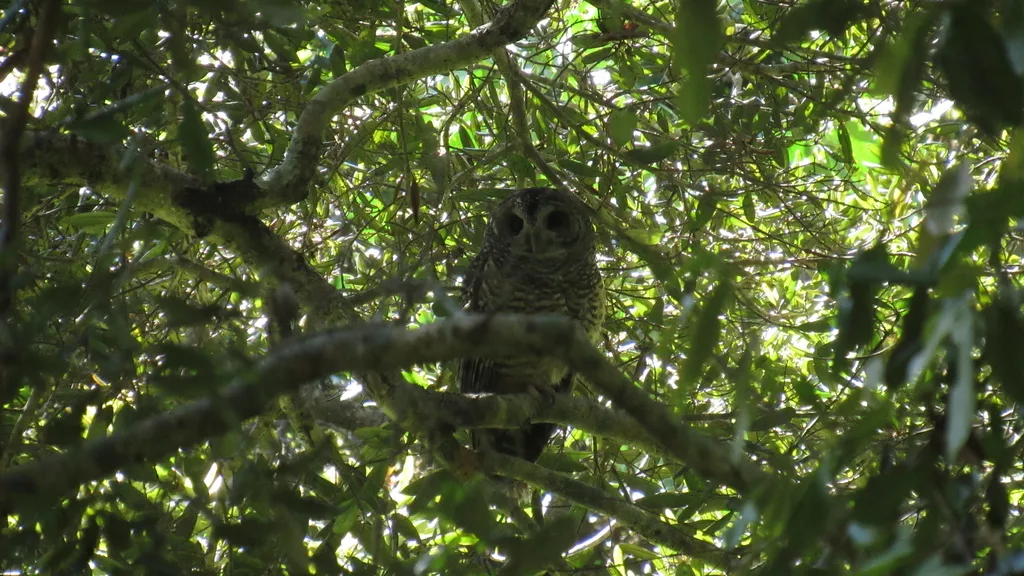 棕斑林鸮(Strix rufipes)
