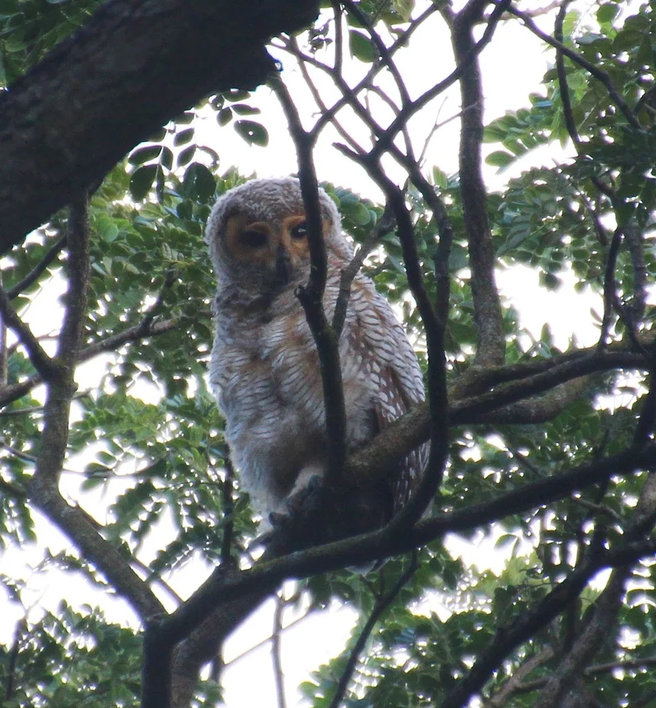点斑林鸮(Strix seloputo)
