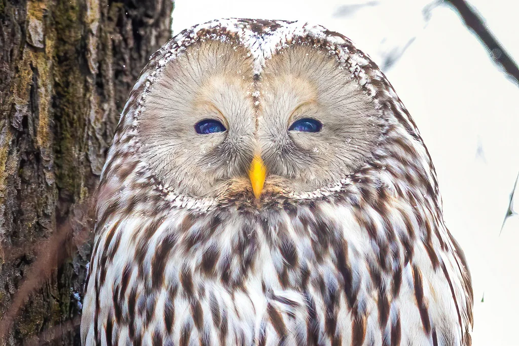 长尾林鸮（Strix uralensis）