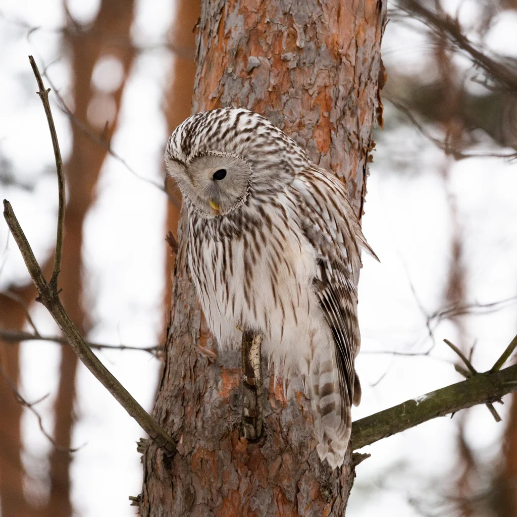 长尾林鸮（Strix uralensis）