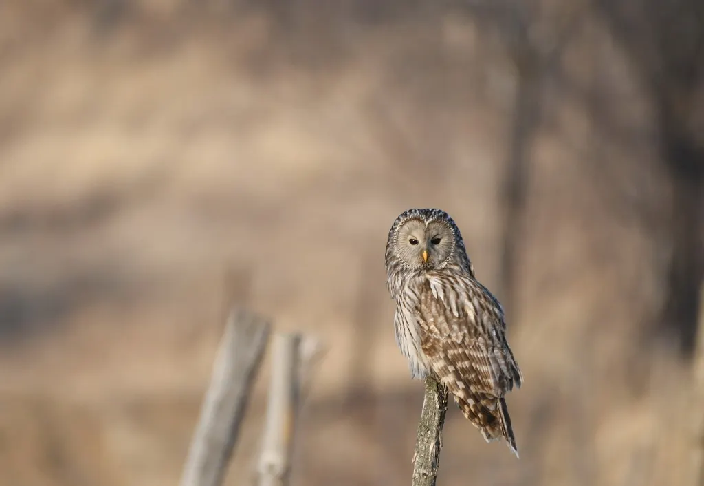 长尾林鸮（Strix uralensis）