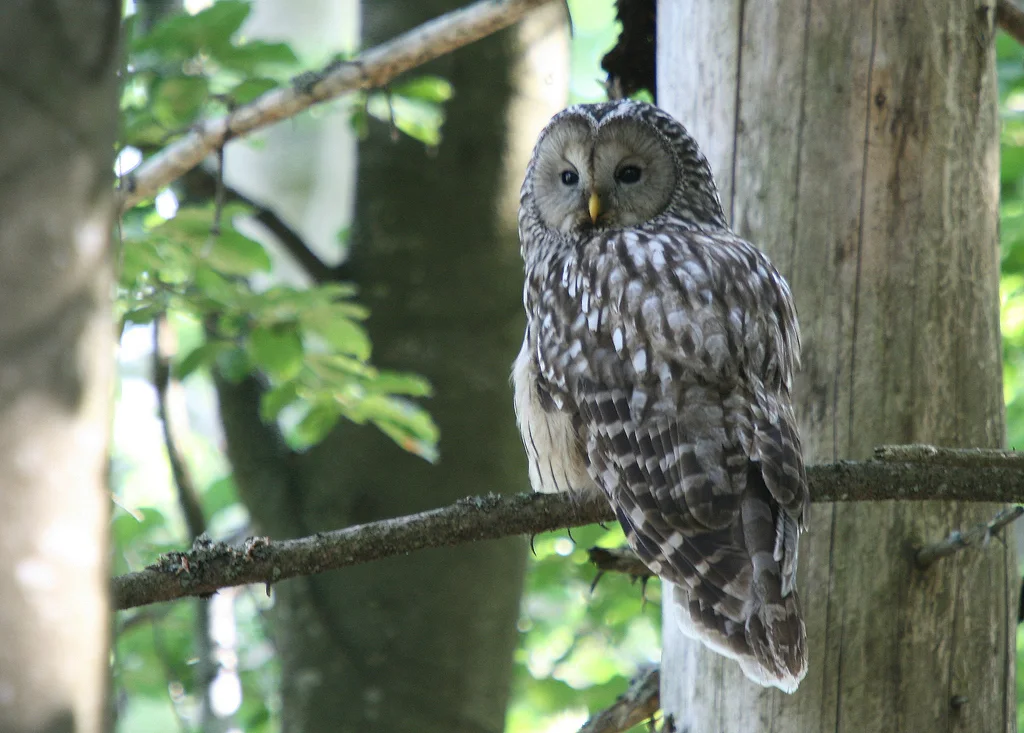 长尾林鸮（Strix uralensis）