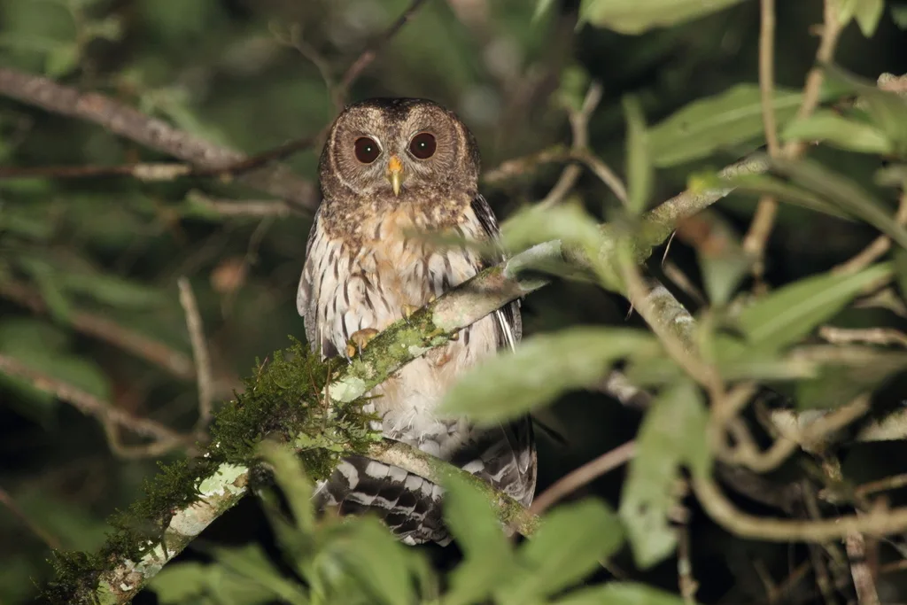 杂斑林鸮(Strix virgata)