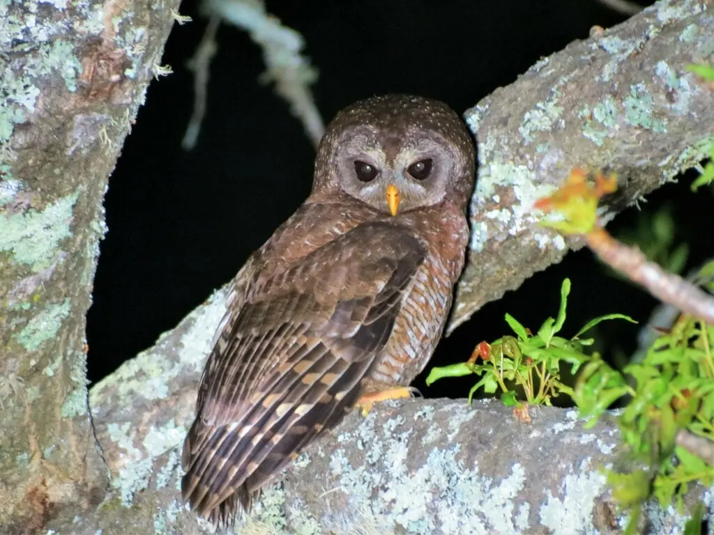 非洲林鸮(Strix woodfordii)