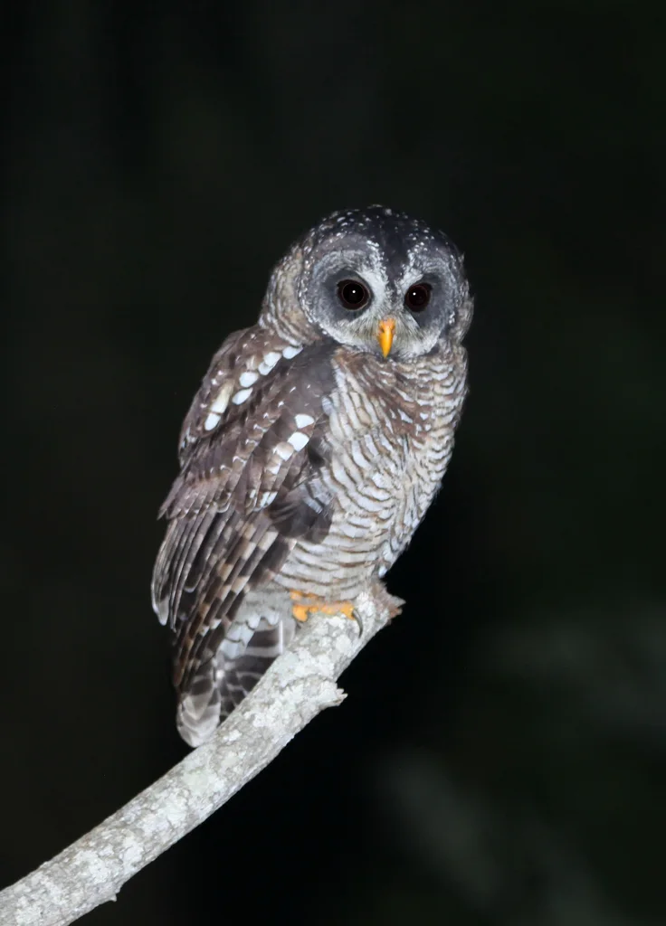 非洲林鸮(Strix woodfordii)