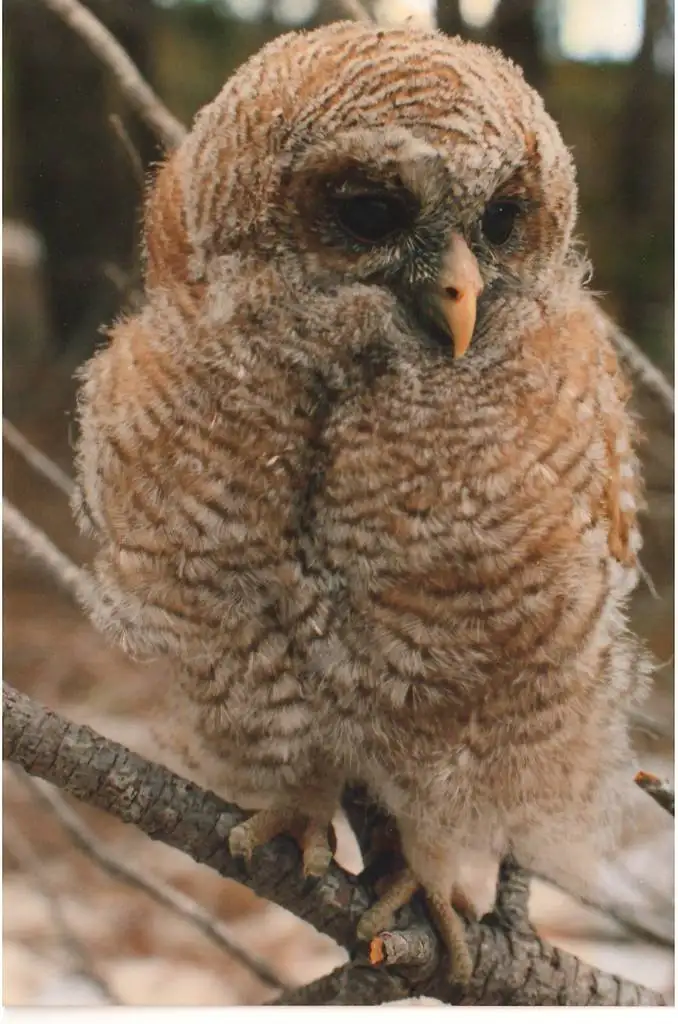 非洲林鸮(Strix woodfordii)
