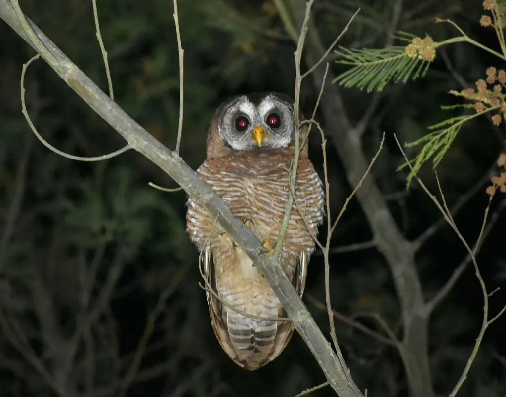 非洲林鸮(Strix woodfordii)