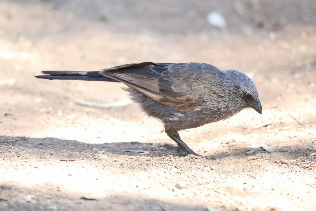 灰短嘴澳鸦(Struthidea cinerea)
