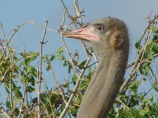 灰颈鸵鸟(Struthio molybdophanes)