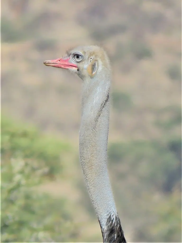 灰颈鸵鸟(Struthio molybdophanes)