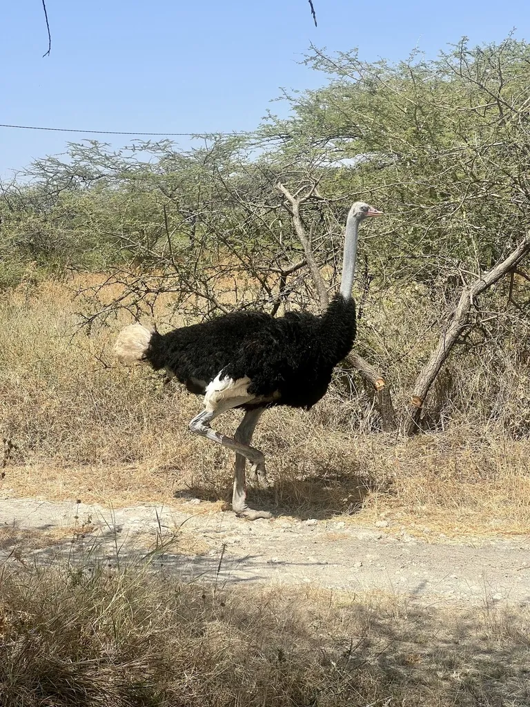 灰颈鸵鸟(Struthio molybdophanes)