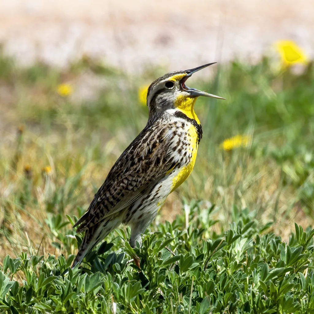 西草地鹨(Sturnella neglecta)