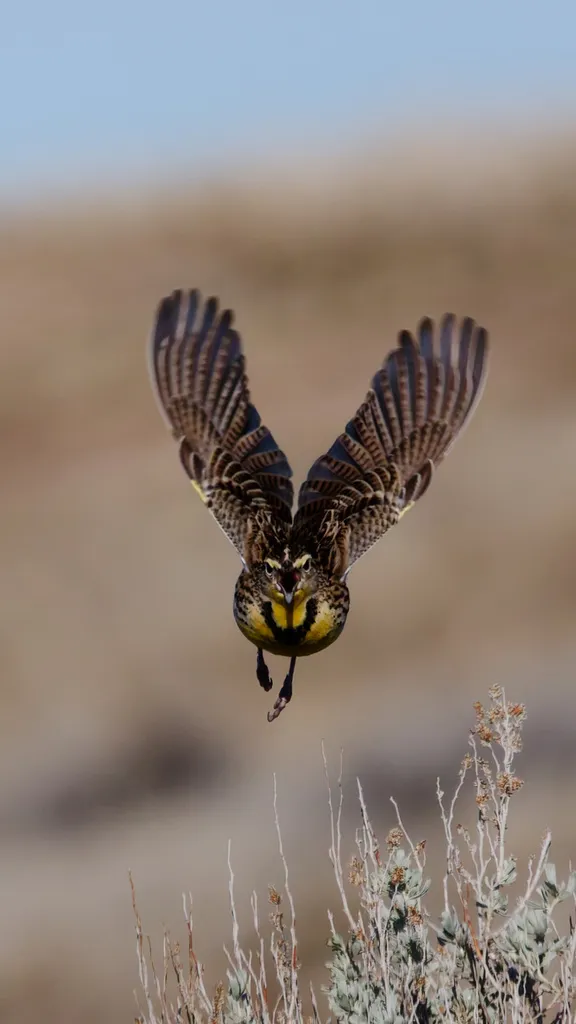 西草地鹨(Sturnella neglecta)