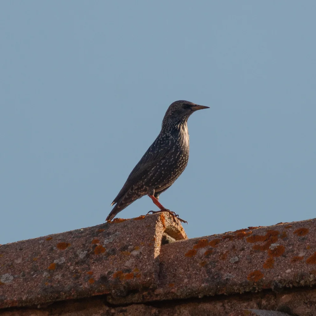 纯色椋鸟(Sturnus unicolor)