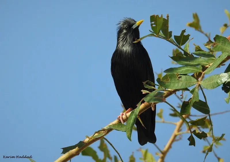 纯色椋鸟(Sturnus unicolor)