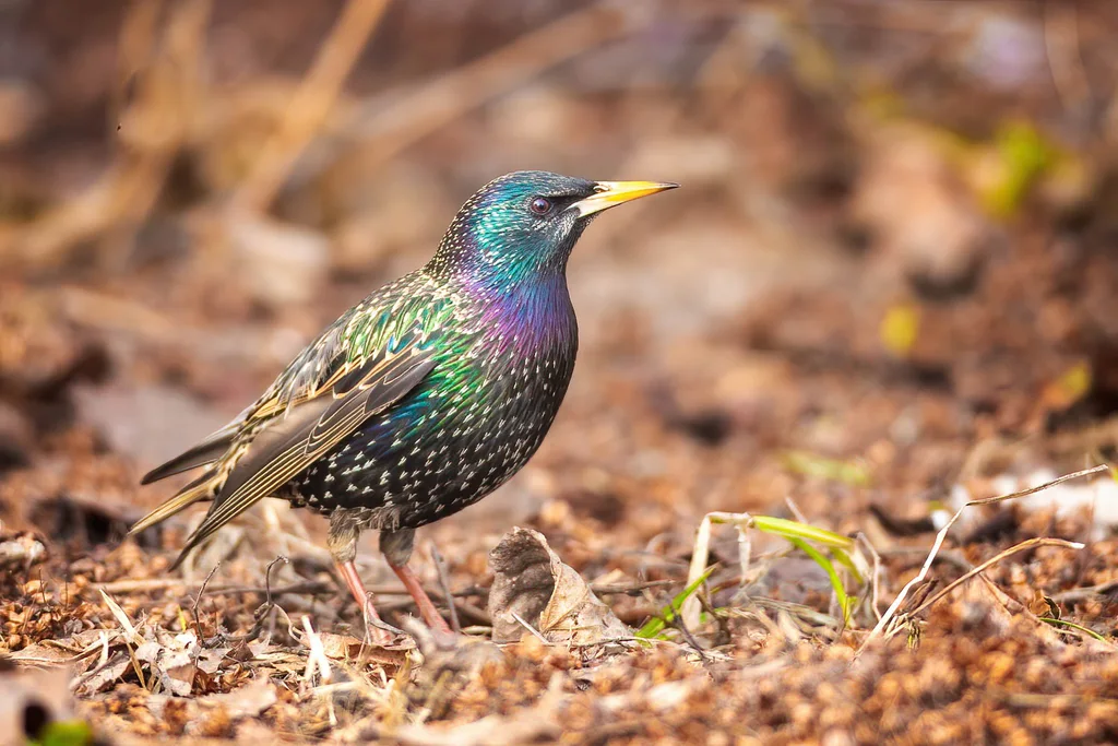 紫翅椋鸟(Sturnus vulgaris)
