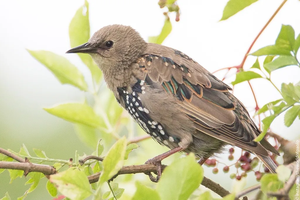 紫翅椋鸟(Sturnus vulgaris)