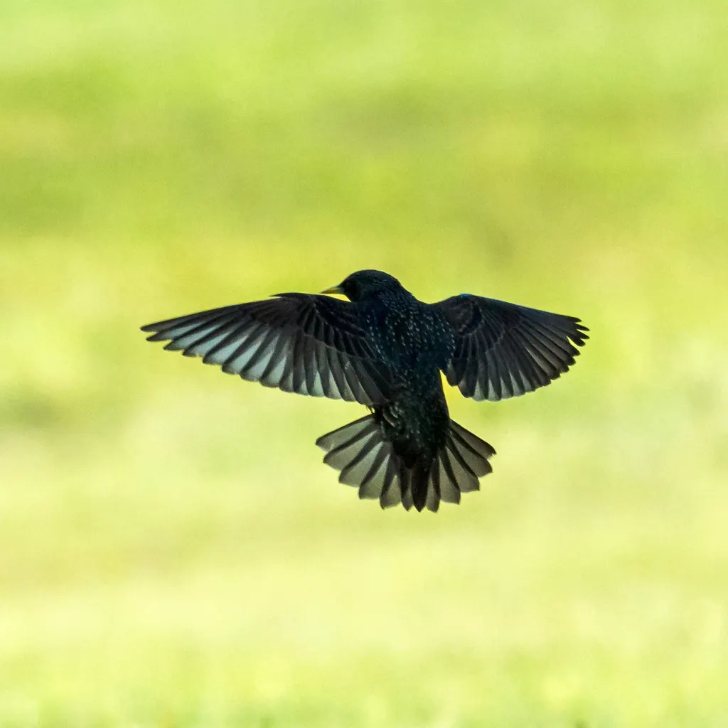 紫翅椋鸟(Sturnus vulgaris)