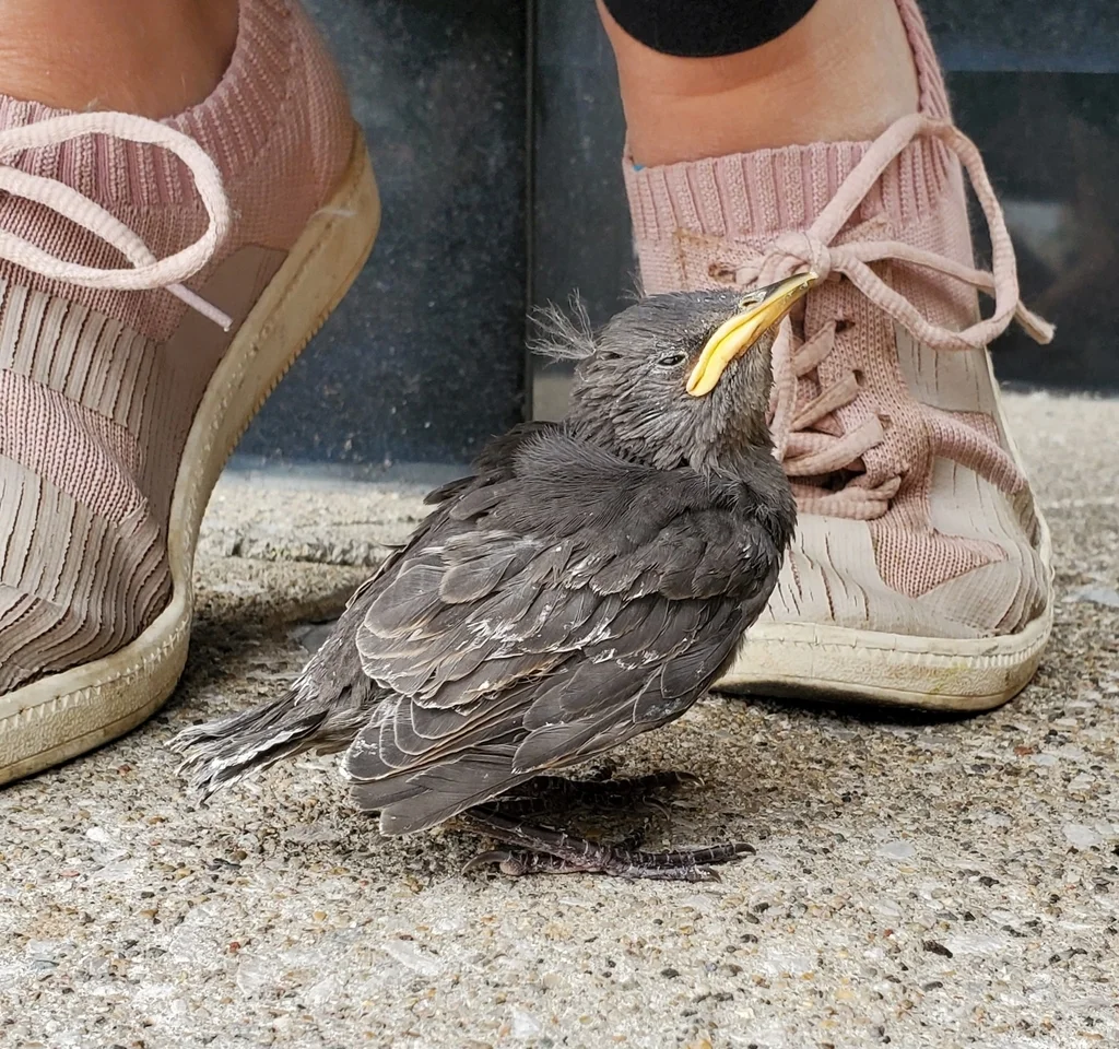 紫翅椋鸟(Sturnus vulgaris)