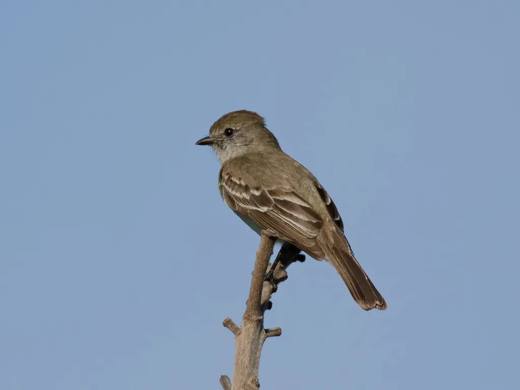 南灌丛霸鹟（Sublegatus modestus）