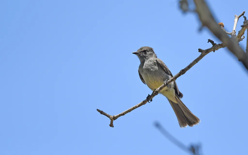 亚马孙灌丛霸鹟(Sublegatus obscurior)